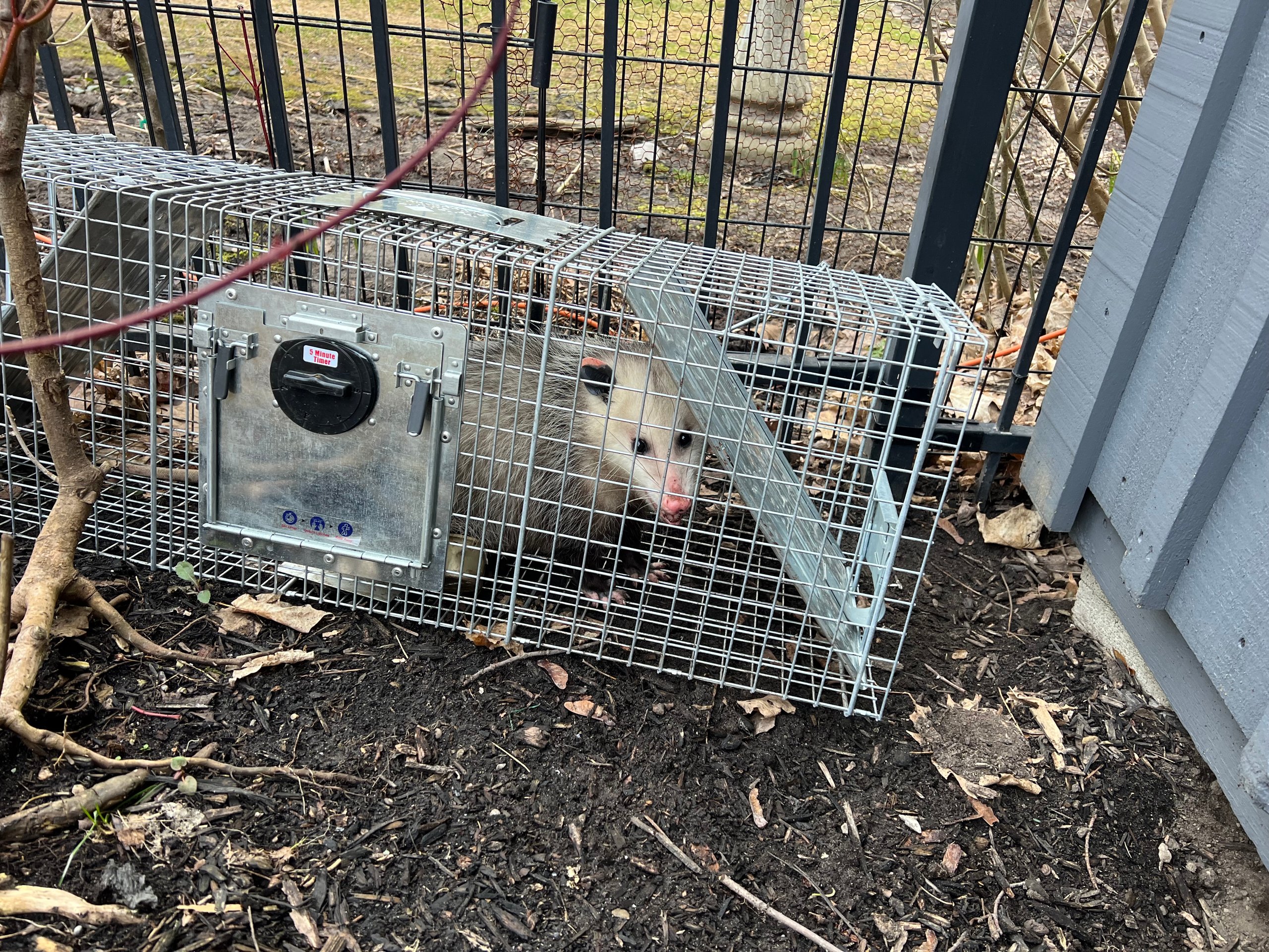 Opossum trapped in a wire cage near a building foundation